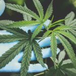 Passiv-Einkommen durch Crowdgrowing mit eigenem Cannabisanbau